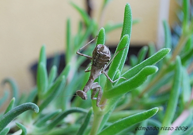 Ameles spallanziana da confermare